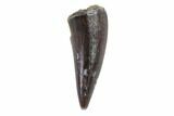 Fossil Phytosaur Tooth - Arizona #88613-1